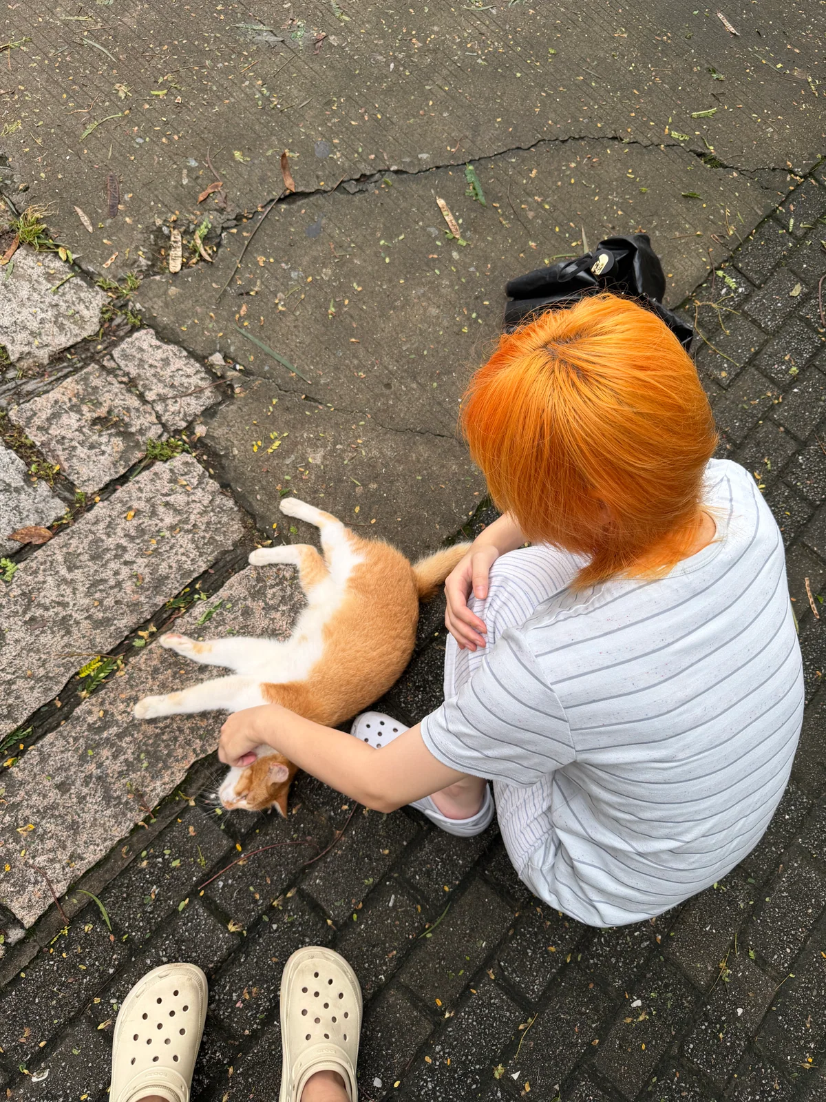 和橘猫相处的日常